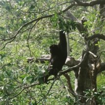 Taipei Zoo: A gibbon (siamang) hangs in the tree.