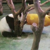 Taipei Zoo: A panda playing with a yellow barrel.