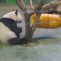 Taipei Zoo: After playing with the yellow barrel, the panda got a carrot.