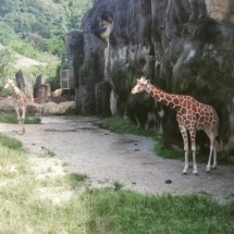 Taipei Zoo: Some giraffes in an enclosure.