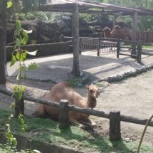 Taipei Zoo: A one-humped camel lays on the ground in the sun.