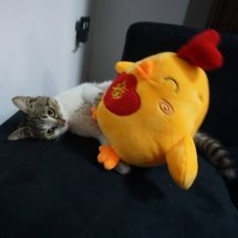 A brown and white kitten, laying on her side, is playing with a yellow and red rooster plushie that is as big as she is.