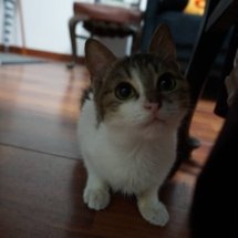 A brown and white kitten looks up at the camera from the floor.
