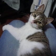 A brown and white kitten sits in my lap, looking back at me while I take her picture.
