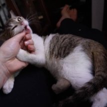 A brown and white kitten gets a bit bitey while playing, nibbling on my thumb.