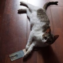 After stealing my bookmark, a brown and white kitten lays on the floor playing with it.