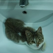 A brown and white kitten lays in the bathroom sink.