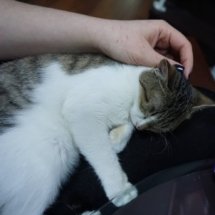 A brown and white kitten sleeps on my lap while I scratch her head.