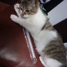 A brown and white kitten plays with a boba straw that she's stolen while sitting on a chair.