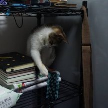 While sitting behind books on metal shelves, a kitten plays with a hairbrush.