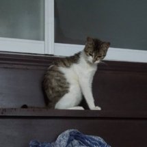A brown and white kitten sits at the top of a set of stairs, in front of a window. (It was a weird apartment.)
