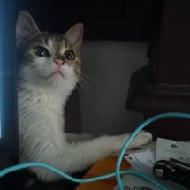 A brown and white kitten hides behind a laptop, playing with the wires connected to it.