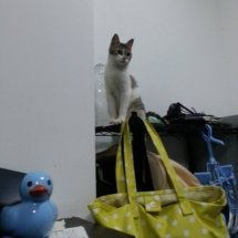 A brown and white kitten sits at the top of a metal shelf, above a yellow bag and a blue ceramic duck.