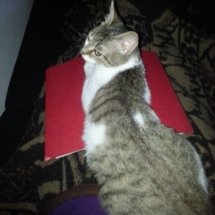 A brown and white kitten sleeps on top of a red book that is open face down on my lap.