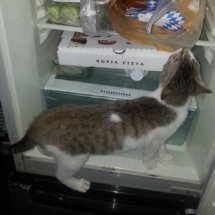 While opening the fridge, a brown and white kitten has tried to sneak in and is standing in front of pizza boxes and pretzels, sniffing them.