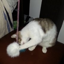 A brown and white kitten tries to destroy a springy wand toy with a white fluff on the end of it.