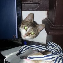 A brown and white kitten's head peaks out from around a laptop. There's a blue and white headband in the foreground that she wants.