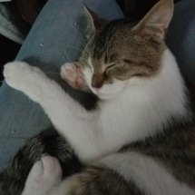 A brown and white kitten sleeps in my lap.