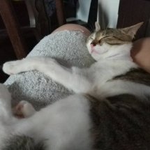 A brown and white kitten sleeps on her side in my lap, holding my thigh.