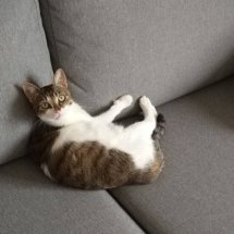 A brown and white kitten lays on a grey couch.