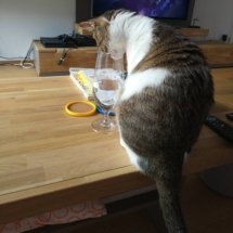 A brown and white kitten sits on the table and tries to get water from a glass, but her head doesn't fit.