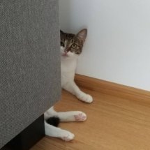 A brown and white kitten hides behind the couch.