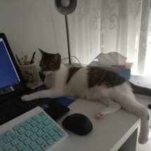 A brown and white kitten lays across the desk and with her paw on the keyboard of a laptop.