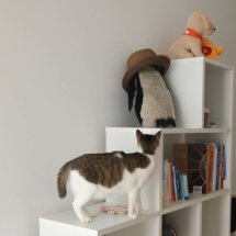 A brown and white kitten climbs some of the tiered shelves, curious about what's on them.