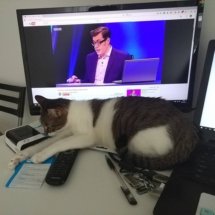 A brown and white kitten lays against a monitor and on top of a lot of things.