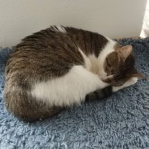 A brown and white kitten takes a nap on a shaggy blue rug.
