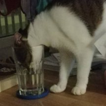 A brown and white kitten sticks her head in a glass and tries to get the water at the bottom.