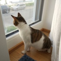 Hearing something outside, a brown and white kitten sits at the window and attentively looks outside.