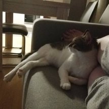 A brown and white kitten sits on the couch. Her feet hang off the side.