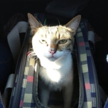 A brown and white kitten sits inside of her blue, white, and pink pet carrier. She stares at me as the sun goes across her face.