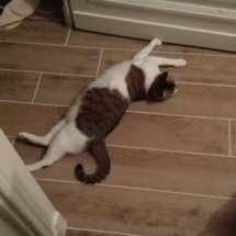 A brown and white cat rolls around on the floor.