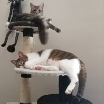 Two kittens sitting on a tower with all their feet hanging off.