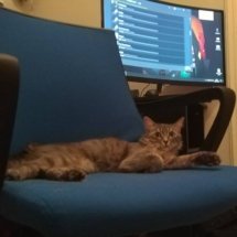 Lucy stealing my blue computer chair.