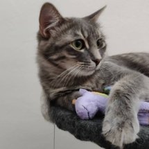 A tiny grey cat cuddles her unicorn on her tower.