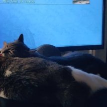 Two cats grooming each other in front of a computer monitor.
