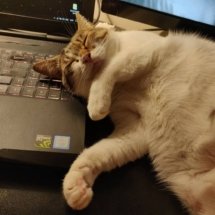 A sleepy brown and white cat, sleeping upside down on a laptop keyboard.