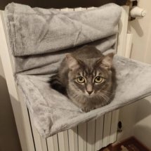 A tiny grey cat sits in her radiator bed.
