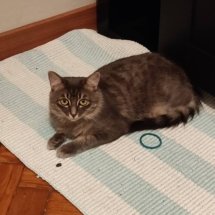 A tiny grey cat has stolen a hair tie and sits on a green/white rug.
