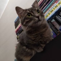Close up of a grey kitten on top of a bookshelf.