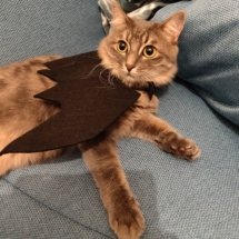 A grey fluffy cat laying on an aqua couch wearing her bat wings.