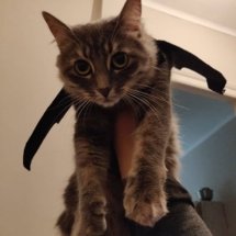 My poor grey cat wearing her bat wings and being made to fly (held up in the air).