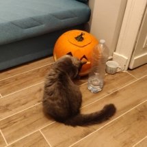 A tiny grey cat sniffs a jack o'lantern.