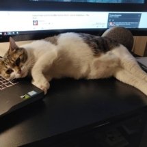 A brown and white cat lays on the desk, using the laptop as a pillow.