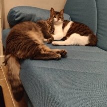 Two cats cuddle in the corner of an aqua couch.