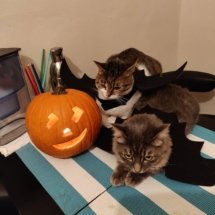 Halloween picture! Two cats wearing bat wings sit next to a jack o'lantern on the table. They are not pleased.