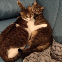 Two cats cuddle on a super comfy and fluffy blanket.